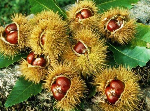 板栗保鮮冷庫.jpg 板栗保鮮冷庫.jpg