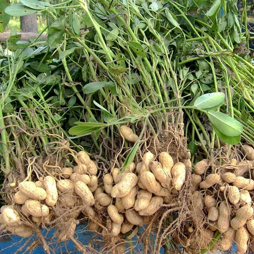 花生保鮮.jpg