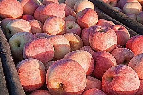 1702634198977061.jpg 蘋果-1.jpg